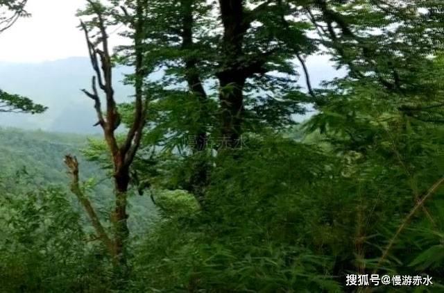 救援采蜜人